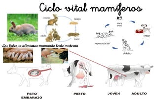 Los bebes se alimentan mamando leche materna
Ciclo vital mamíferos
 