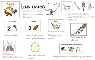 Las aves
Respiran a
través de pulmones
Tiene 2 patas Tiene 2 alas para
volar y desplazarse
Tiene pico para
comer Esta cubierto de
plumas
Sus crías nacen de
huevos
Hay herbívoros, carnívoros y omnívoros
Son Ovíparos, nacen
de huevos
Todos tienen en común :
Son Vertebrados, tienen
esqueleto, huesos y columna
vertebral
 