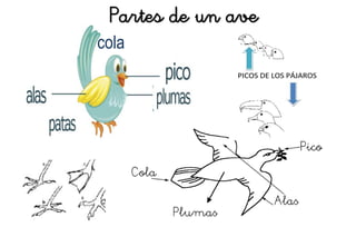cola
Partes de un ave
 