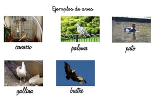 Ejemplos de aves
 