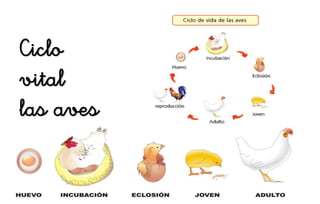 Ciclo
vital
las aves
 