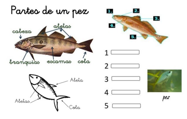Partes De Un Pez En Ingles Animales y sus habitats