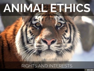 Animal Ethics: Rights and Interests