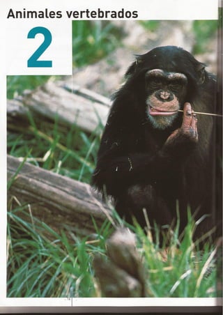 ANIMALES VERTEBRADOS
