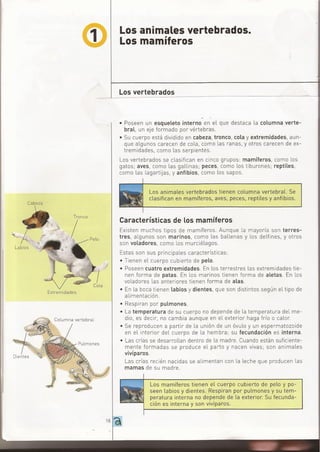 ANIMALES VERTEBRADOS