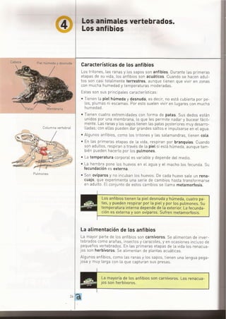ANIMALES VERTEBRADOS
