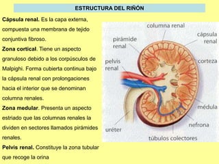 Sistema excretor en animales presentación | PPT