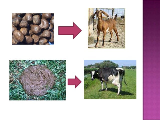 Integumentary system of animals information