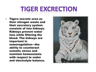 Animal excretion | PPTX