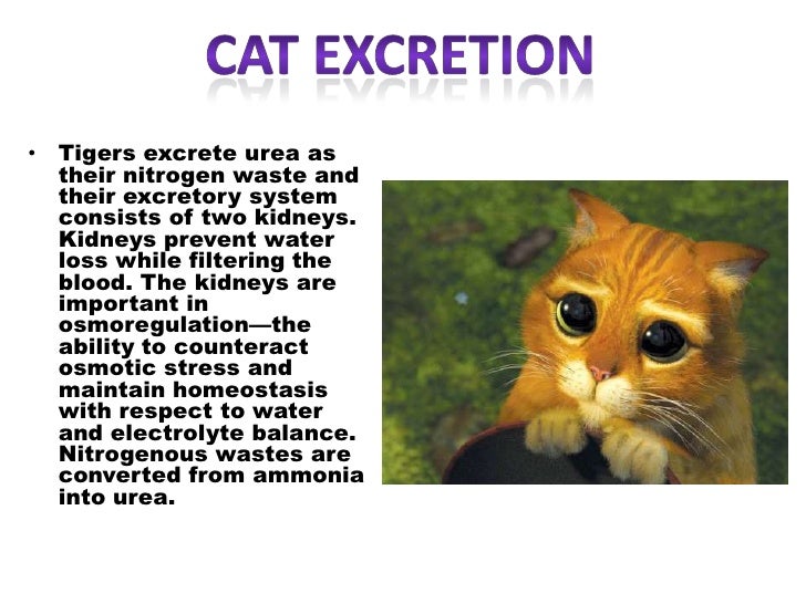 Animal excretion