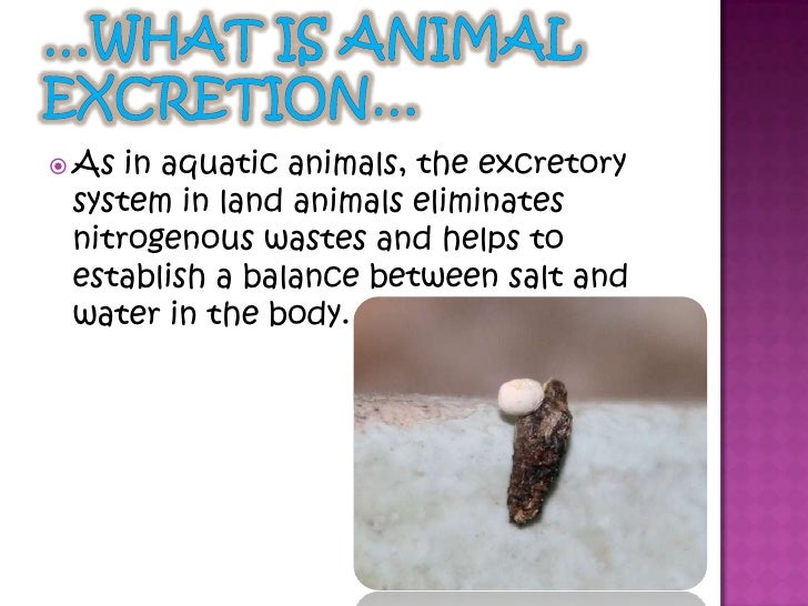 Animal excretion