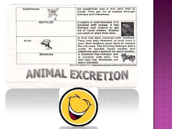 Animal excretion