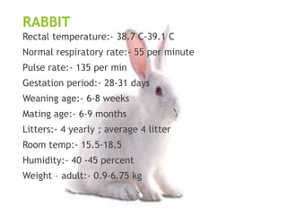 Normal Temperature For Rabbits laboratory animals | PPTX