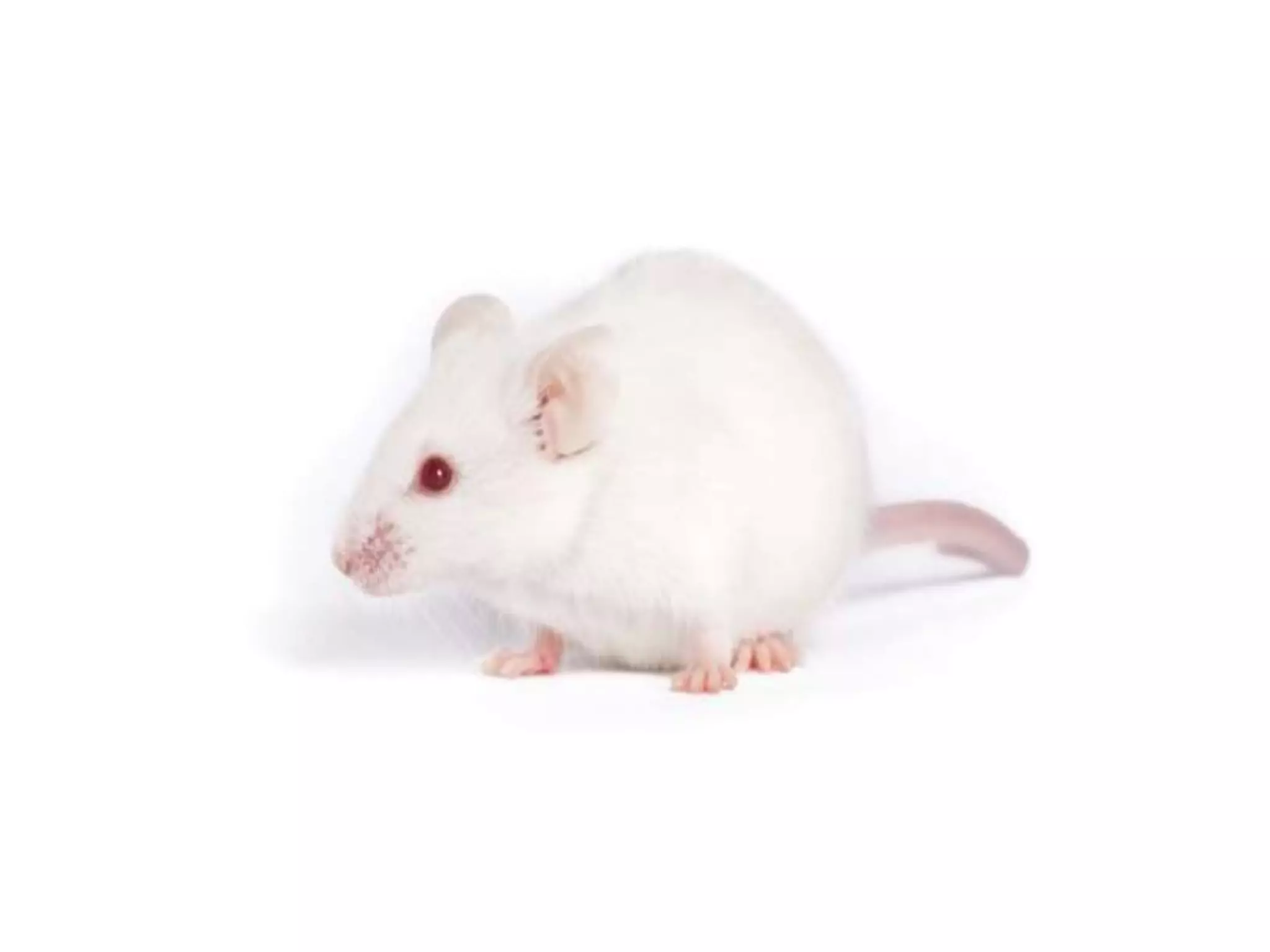 handling-of-laboratory-animal-pptx