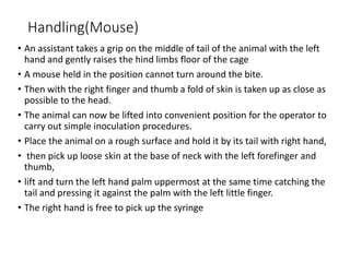 Handling of laboratory animal | PPTX