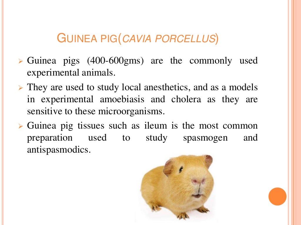 Animal experiments