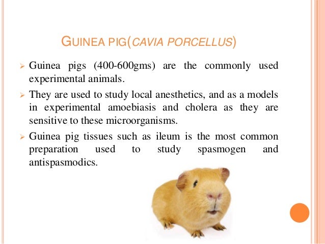 guinea pig ileum Read electrical stimulation of isolated guinea pig ileum, journal of applied physiology on deepdyve, the largest online rental service for scholarly research with. guinea pig ileum Read electrical stimulation of isolated guinea pig ileum, journal of applied physiology on deepdyve, the largest online rental service for scholarly research with.
