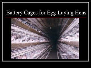 Battery Cages for Egg-Laying Hens 