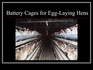 Battery Cages for Egg-Laying Hens 