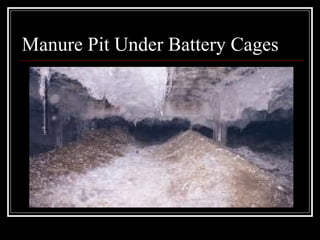 Manure Pit Under Battery Cages 