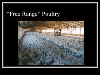 “Free Range” Poultry VEGANISM 