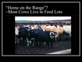 “ Home on the Range”?  ~Most Cows Live in Feed Lots VEGANISM 
