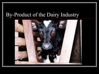 By-Product of the Dairy Industry VEGANISM 