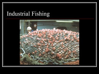 Industrial Fishing VEGANISM 