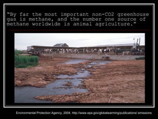 “ By far the most important non-CO2 greenhouse gas is methane, and the number one source of methane worldwide is animal agriculture.” Environmental Protection Agency, 2004, http://www.epa.gov/globalwarming/publications/ emissions 
