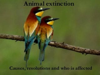 Animal extinction




Causes, resolutions and who is affected
 