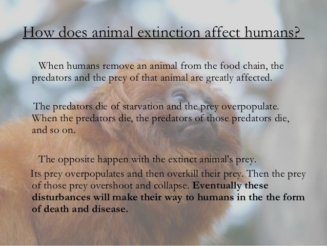 animal extinction essay