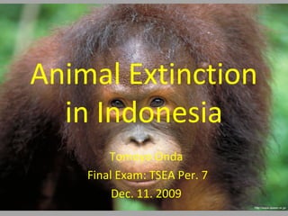 Animal Extinction
in Indonesia
Tomoyo Onda
Final Exam: TSEA Per. 7
Dec. 11. 2009
 