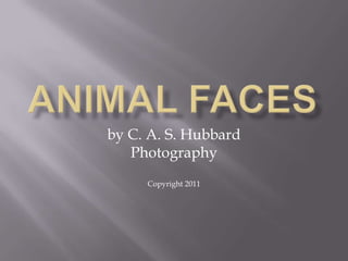 Animal Faces by C. A. S. Hubbard Photography Copyright 2011 