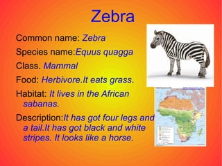 Zebra ,[object Object]