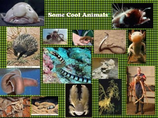 Some Cool Animals!
 
