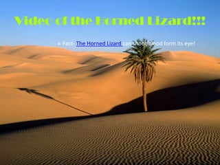 Video of the Horned Lizard!!!
      » Fact- The Horned Lizard can shoot blood form its eye!
 