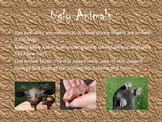 Ugly Animals
• Aye Aye- they are nocturnal. It’s long skinny fingers are to help
  it eat bugs.
• Naked Mole Rat-It is an under ground rat like animal, that only
  has a few hairs.
• Star Nosed Mole- The star nosed mole uses its star shaped
  nose to find bugs at the bottom on streams and rivers.
 
