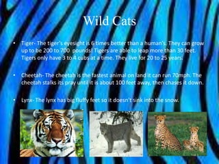 Wild Cats
• Tiger- The tiger’s eyesight is 6 times better than a human’s. They can grow
  up to be 200 to 700 pounds! Tigers are able to leap more than 30 feet.
  Tigers only have 3 to 4 cubs at a time. They live for 20 to 25 years.

• Cheetah- The cheetah is the fastest animal on land it can run 70mph. The
  cheetah stalks its pray until it is about 100 feet away, then chases it down.

• Lynx- The lynx has big fluffy feet so it doesn't sink into the snow.
 