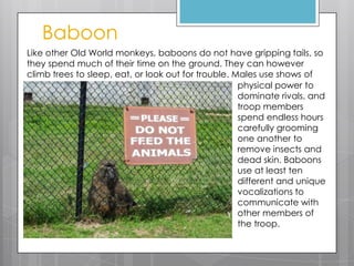Baboon
Like other Old World monkeys, baboons do not have gripping tails, so
they spend much of their time on the ground. They can however
climb trees to sleep, eat, or look out for trouble. Males use shows of
physical power to
dominate rivals, and
troop members
spend endless hours
carefully grooming
one another to
remove insects and
dead skin. Baboons
use at least ten
different and unique
vocalizations to
communicate with
other members of
the troop.

 