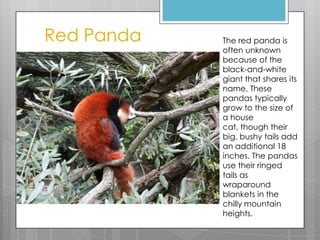 Red Panda

The red panda is
often unknown
because of the
black-and-white
giant that shares its
name. These
pandas typically
grow to the size of
a house
cat, though their
big, bushy tails add
an additional 18
inches. The pandas
use their ringed
tails as
wraparound
blankets in the
chilly mountain
heights.

 