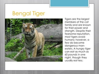 Bengal Tiger
Tigers are the largest
members of the cat
family and are known
for their power and
strength. Despite their
fearsome reputation,
most tigers avoid
humans; however, a
few do become
dangerous maneaters. A hungry tiger
can eat as much as
60 pounds in one
night, though they
usually eat less.

 