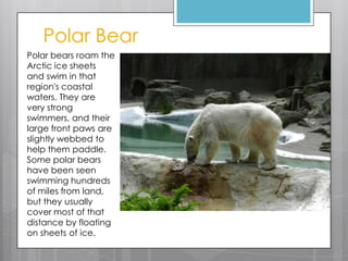 Polar Bear
Polar bears roam the
Arctic ice sheets
and swim in that
region's coastal
waters. They are
very strong
swimmers, and their
large front paws are
slightly webbed to
help them paddle.
Some polar bears
have been seen
swimming hundreds
of miles from land,
but they usually
cover most of that
distance by floating
on sheets of ice.

 