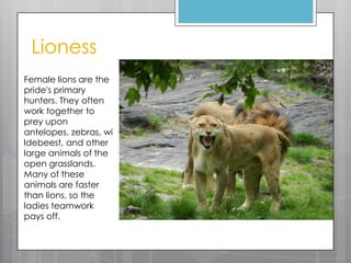 Lioness
Female lions are the
pride's primary
hunters. They often
work together to
prey upon
antelopes, zebras, wi
ldebeest, and other
large animals of the
open grasslands.
Many of these
animals are faster
than lions, so the
ladies teamwork
pays off.

 