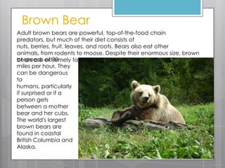 Brown Bear
Adult brown bears are powerful, top-of-the-food chain
predators, but much of their diet consists of
nuts, berries, fruit, leaves, and roots. Bears also eat other
animals, from rodents to moose. Despite their enormous size, brown
at speeds of 30
bears are extremely fast, having been clocked
miles per hour. They
can be dangerous
to
humans, particularly
if surprised or if a
person gets
between a mother
bear and her cubs.
The world's largest
brown bears are
found in coastal
British Columbia and
Alaska.

 