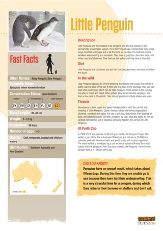 LittlePenguin
FastFacts
DID YOU KNOW?
Penguins have an annual moult, which takes about
fifteen days. During this time they are unable go to
sea because they have lost their waterproofing. This
is a very stressful time for a penguin, during which
they retire to their burrows or shelters and don’t eat.
Description
Little Penguins are the smallest of all penguins and the only species to live
permanently in Australian waters. The Little Penguin has a streamlined body, small
wings modified as flippers and a tail that acts as a rudder. The feathers provide
excellent waterproofing and insulation. They have a grey face, dark blue back, and
white chest and abdomen. Their feet are dull yellow and they have a black bill.
Diet
Little Penguins are carnivores and eat fish including anchovies, pilchards, whitebait
and squid.
In the wild
Little Penguins spend a lot of time preening themselves with a wax-like oil from a
gland near the base of the tail. If there are any flaws in the plumage, they can lose
heat when swimming, which can be fatal. Penguins come ashore in the evening
and also to breed and moult. When ashore they live in colonies ranging in size
from a few pairs to thousands. Their natural predators include sharks and seals.
Threats
Disturbance to their ocean and beach habitats affects both the survival and
breeding of Little Penguins. Ocean threats include overfishing (especially of
pilchards, whitebait and squid), the use of gill nets, disturbance from boating, oil
spills and related pollution. On land, predation by cats, dogs and foxes, as well as
careless recreational use of beaches, seriously threaten the survival of Little
Penguins.
At Perth Zoo
In 1999, Perth Zoo opened a Little Penguin exhibit, the Penguin Plunge. This
exhibit is part of the Zoo's Australian Walkabout and includes a 50,000 litre
saltwater pool with limestone reefs and beach areas with coastal vegetation.
The whole exhibit is enveloped by a soft net which contains Bridled Terns that
coexist with the penguins. Perth Zoo also breeds Little Penguins. Come for the
penguin feed at 11:00 am every day.
Other Names: Fairy Penguin, Blue Penguin
Scientific Name:
Eudyptula minor novaehollandiae
Conservation Status: Least Concern
Body Length: 37–43 cm
Weight: 1–1.2 kg
Incubation: 36 days
Number of eggs: 1–3
Habitat: Cool, temperate, coastal and offshore
waters
Distribution: Southern Australia and
New Zealand
Distribution
EX EW EN NT LC
Extinct Least ConcernThreatened
CR VU
 