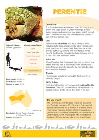 Distribution
Perentie
Scientific Name
Varanus giganteus
Body Length: 2.3–2.5 m
Incubation: 8 months
Number of eggs: 10–15
Distribution: Central Western Australia
and Central Australia
Habitat: Arid regions
Description
The Perentie is Australia’s largest lizard. Its body is rich
brown with large cream or yellow markings. It has a
forked tongue and numerous very sharp, slightly curved
teeth. The Perentie also has a strong tail and powerful
legs with five, clawed toes.
Diet
Perenties are carnivores and eat a variety of food,
including turtle eggs, insects, birds, other reptiles, and
small mammals and marsupials. Perenties track their
prey by sight or by sensing with their tongue. Once
caught, the Perentie will violently shake the prey until it
is dead and then swallow it whole.
In the wild
When Perenties feel threatened, they rise up, their throat
swells and they hiss. If this fails to scare the predator
away, they run away. Its powerful tail may also be used
as a means of defence.
Threats
Perenties are sometimes hunted for food by man or
eaten by Dingos.
At Perth Zoo
Perth Zoo’s Perenties can be seen in the Alinta Reptile
Encounter. They can be seen inside the exhibit or in a
special outdoor exhibit where they bask in the sun.
Did you know?
The Perentie is a monitor (also known as a goanna)
and Australia has about 25 of the world’s known 56
species of monitors. As a monitor, it is related to the
much larger Komodo Dragon. Recent research sug-
gests that monitors have the evolutionary remains of a
venom gland, which may explain why wounds from
the bites of these animals take a long time to heal.
AKkTYaPAKkTYaPAKkTYa
Extinct
Extinct in the Wild
Critically Endangered
Endangered
Vulnerable
Near-Threatened
Least Concern
Data Deficient
Conservation Status
 