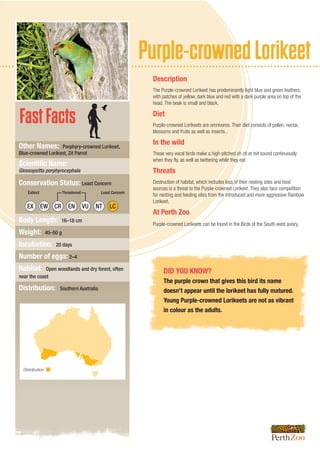 Purple-crownedLorikeet
FastFacts
DID YOU KNOW?
The purple crown that gives this bird its name
doesn’t appear until the lorikeet has fully matured.
Young Purple-crowned Lorikeets are not as vibrant
in colour as the adults.
Description
The Purple-crowned Lorikeet has predominantly light blue and green feathers,
with patches of yellow, dark blue and red with a dark purple area on top of the
head. The beak is small and black.
Diet
Purple-crowned Lorikeets are omnivores. Their diet consists of pollen, nectar,
blossoms and fruits as well as insects..
In the wild
These very vocal birds make a high-pitched zit-zit or tsit sound continuously
when they fly, as well as twittering while they eat.
Threats
Destruction of habitat, which includes loss of their nesting sites and food
sources is a threat to the Purple-crowned Lorikeet. They also face competition
for nesting and feeding sites from the introduced and more aggressive Rainbow
Lorikeet.
At Perth Zoo
Purple-crowned Lorikeets can be found in the Birds of the South-west aviary.
Other Names: Porphyry-crowned Lorikeet,
Blue-crowned Lorikeet, Zit Parrot
Scientific Name:
Glossopsitta porphyrocephala
Conservation Status: Least Concern
Body Length: 16–18 cm
Weight: 40–50 g
Incubation: 20 days
Number of eggs: 2–4
Habitat: Open woodlands and dry forest, often
near the coast
Distribution: Southern Australia
Distribution
EX EW EN NT LC
Extinct Least ConcernThreatened
CR VU
 