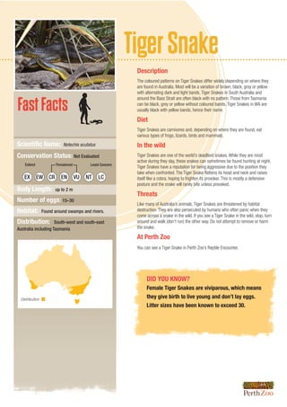 TigerSnake
FastFacts
DID YOU KNOW?
Female Tiger Snakes are viviparous, which means
they give birth to live young and don’t lay eggs.
Litter sizes have been known to exceed 30.
Description
The coloured patterns on Tiger Snakes differ widely depending on where they
are found in Australia. Most will be a variation of brown, black, grey or yellow
with alternating dark and light bands. Tiger Snakes in South Australia and
around the Bass Strait are often black with no pattern. Those from Tasmania
can be black, grey or yellow without coloured bands. Tiger Snakes in WA are
usually black with yellow bands, hence their name.
Diet
Tiger Snakes are carnivores and, depending on where they are found, eat
various types of frogs, lizards, birds and mammals.
In the wild
Tiger Snakes are one of the world’s deadliest snakes. While they are most
active during they day, these snakes can sometimes be found hunting at night.
Tiger Snakes have a reputation for being aggressive due to the position they
take when confronted. The Tiger Snake flattens its head and neck and raises
itself like a cobra, hoping to frighten its provoker. This is mostly a defensive
posture and the snake will rarely bite unless provoked.
Threats
Like many of Australia’s animals, Tiger Snakes are threatened by habitat
destruction. They are also persecuted by humans who often panic when they
come across a snake in the wild. If you see a Tiger Snake in the wild, stop, turn
around and walk (don’t run) the other way. Do not attempt to remove or harm
the snake.
At Perth Zoo
You can see a Tiger Snake in Perth Zoo’s Reptile Encounter.
Scientific Name: Notechis scutatus
Conservation Status: Not Evaluated
Body Length: up to 2 m
Number of eggs: 15–30
Habitat: Found around swamps and rivers.
Distribution: South-west and south-east
Australia including Tasmania
Distribution
EX EW EN NT LC
Extinct Least ConcernThreatened
CR VU
 