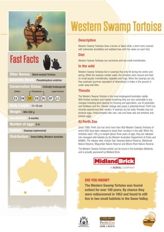 WesternSwampTortoise
FastFacts
DID YOU KNOW?
The Western Swamp Tortoise was feared
extinct for over 100 years. By chance they
were rediscovered in 1953 and found to still
live in two small habitats in the Swan Valley.
Description
Western Swamp Tortoises have a brown or black shell, a short neck covered
with tuberacles (knobbles) and webbed toes with five claws on each foot.
Diet
Western Swamp Tortoises are carnivores and eat small invertebrates.
In the wild
Western Swamp Tortoises live in swamps that only fill during the winter and
spring. While the swamps contain water, the tortoises swim around and feed
on small aquatic invertebrates, tadpoles and frogs. When the swamps are dry
they aestivate (summer equivalent of hibernation) in holes in the ground or
under deep leaf litter.
Threats
The Western Swamp Tortoise is the most endangered Australian reptile.
With limited numbers and habitat remaining they are very vulnerable to any
changes including land clearing for housing and agriculture, use of pesticides
and fertilisers and fire. Climate change also poses a potential threat. Perth has
recently experienced drier winters. If swamps dry too early, females may not
produce eggs. Feral predators like cats, rats and foxes also eat tortoises and
tortoise eggs.
At Perth Zoo
Since 1989, Perth Zoo has bred more than 800 Western Swamp Tortoises of
which 600 have been released to boost their numbers in the wild. When the
tortoises reach 100 g in weight (about three years of age), they are released
into managed wild habitats by the Western Australian Department of Parks and
Wildlife. The release sites include Twin Swamps Nature Reserve, Ellenbrook
Nature Reserve, Mogumber Nature Reserve and Moore River Nature Reserve.
The Western Swamp Tortoise exhibit can be found in the Australian Wetlands
and is proudly sponsored by Midland Brick.
Other Names: Short-necked Tortoise
Scientific Name: Pseudemydura umbrina
Conservation Status: Critically Endangered
Body Length: 11–15 cm
Weight: 300–550 g
Incubation: 6 months
Number of eggs: 3–5
Habitat: Swamps (ephemeral)
Distribution: Swan Valley, Western Australia
EX EW EN NT LC
Extinct Least ConcernThreatened
CR VU
GOVERNMENT OF
WESTERN AUSTRALIA
 
