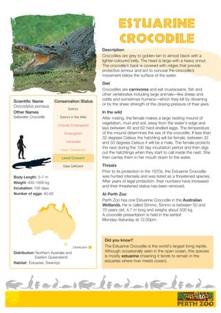 Distribution
Estuarine
Crocodile
Scientific Name
Crocodylus porosus
Other Names
Saltwater Crocodile
Distribution: Northern Australia and
Eastern Queensland
Habitat: Estuaries, Swamps
Description
Crocodiles are grey to golden-tan to almost black with a
lighter-coloured belly. The head is large with a heavy snout.
The crocodile’s back is covered with ridges that provide
protective armour and act to conceal the crocodile’s
movement below the surface of the water.
Diet
Crocodiles are carnivores and eat crustaceans, fish and
other vertebrates including large animals—like sheep and
cattle and sometimes humans—which they kill by drowning
or by the sheer strength of the closing pressure of their jaws.
In the wild
After mating, the female makes a large nesting mound of
vegetation, mud and soil, away from the water's edge and
lays between 40 and 62 hard-shelled eggs. The temperature
of the mound determines the sex of the crocodile. If less than
32 degrees Celsius the hatchling will be female, between 32
and 33 degrees Celsius it will be a male. The female protects
the nest during the 100 day incubation period and then digs
out the hatchlings when they start to call inside the nest. She
then carries them in her mouth down to the water.
Threats
Prior to its protection in the 1970s, the Estuarine Crocodile
was hunted intensely and was listed as a threatened species.
After years of legal protection, their numbers have increased
and their threatened status has been removed.
At Perth Zoo
Perth Zoo has one Estuarine Crocodile in the Australian
Wetlands. He is called Simmo. Simmo is between 50 and
70 years old, 4.7 m long and weighs about 500 kg.
A crocodile presentation is held in the exhibit
Monday–Saturday at 12.00pm.
Did you know?
The Estuarine Crocodile is the world's largest living reptile.
Although occasionally seen in the open ocean, this species
is mostly estuarine (meaning it tends to remain in the
estuaries where river meets ocean).
AKkTYaPAKkTYaPAKkTYa
Extinct
Extinct in the Wild
Critically Endangered
Endangered
Vulnerable
Near-Threatened
Least Concern
Data Deficient
Conservation Status
Body Length: 3–7 m
Weight: 400–1000 kg
Incubation: 100 days
Number of eggs: 40–62
 